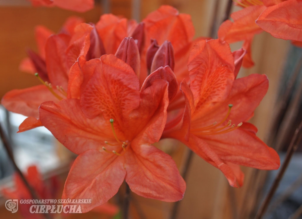 Азалия нэп-хилл Спикс Оранж